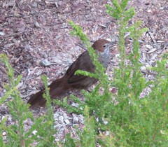 Dasyornis broadbenti