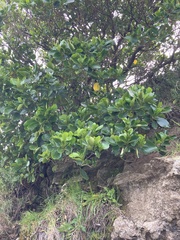 Griselinia lucida