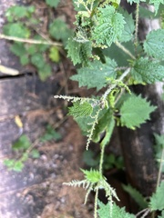Urtica thunbergiana