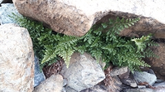 Asplenium cuneifolium