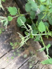 Urtica thunbergiana