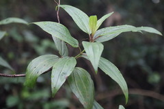 Melastoma sanguineum