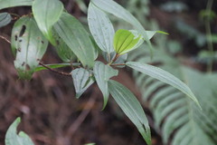 Melastoma sanguineum