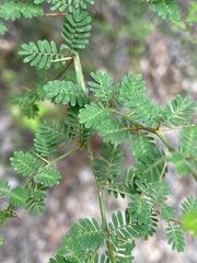 Acacia pulchella