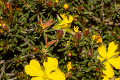 Hibbertia devitata