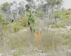 Calochilus campestris