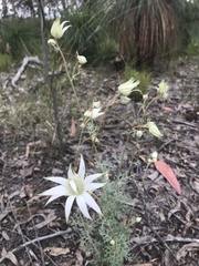 Actinotus helianthi