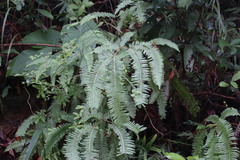 Dicranopteris pedata