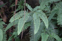 Dicranopteris pedata