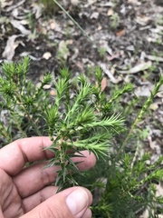 Melichrus urceolatus