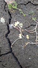 Ranunculus aquatilis