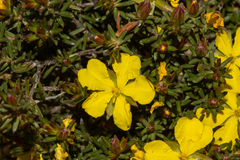 Hibbertia devitata