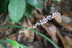 Liriope spicata