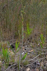 Calochilus campestris