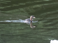 Tachybaptus ruficollis
