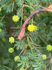 Acacia pulchella
