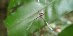 Argiope dang
