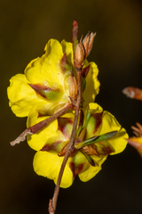 Hibbertia virgata