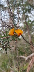Bossiaea cinerea