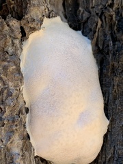 Reticularia