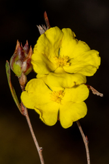 Hibbertia virgata