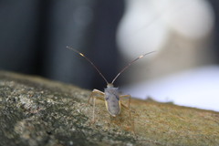 Paradasynus spinosus