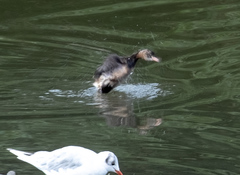 Tachybaptus ruficollis