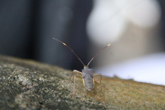 Paradasynus spinosus
