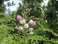 Mimosa rubicaulis