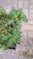 Phytolacca americana