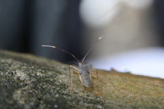 Paradasynus spinosus
