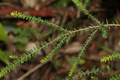 Ozothamnus rufescens