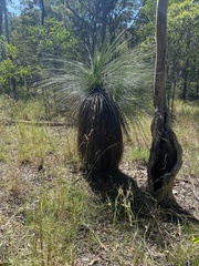 Xanthorrhoea johnsonii