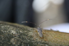 Paradasynus spinosus