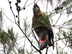 Calyptorhynchus lathami
