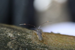Paradasynus spinosus