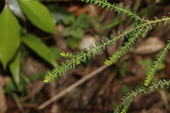 Ozothamnus rufescens