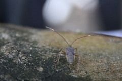 Paradasynus spinosus