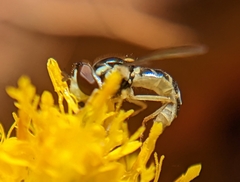 Sphaerophoria sulphuripes