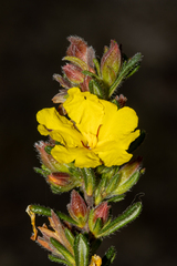 Hibbertia sericea