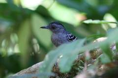 Thamnophilus punctatus