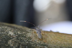 Paradasynus spinosus