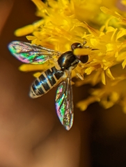 Sphaerophoria sulphuripes