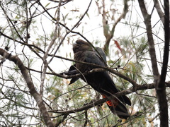 Calyptorhynchus lathami