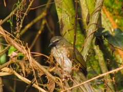 Saltator striatipectus