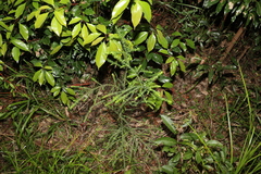 Ozothamnus rufescens