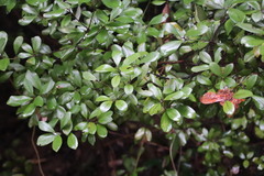 Litsea rotundifolia