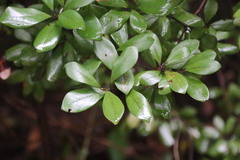 Litsea rotundifolia