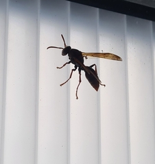 Polistes humilis
