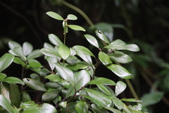 Litsea rotundifolia
